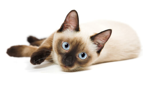 Siamese cat 1