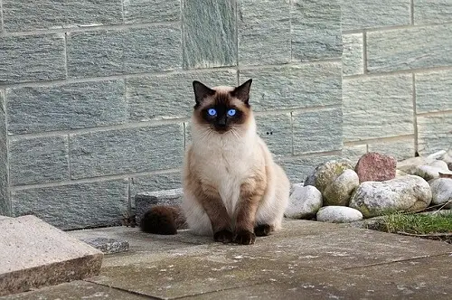 Siamese cat 2