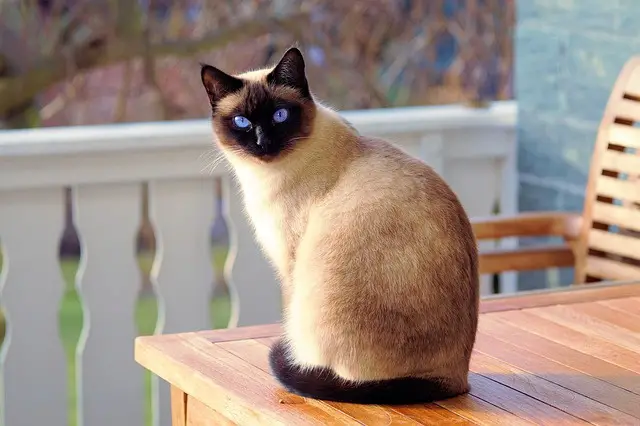 Siamese cat 3