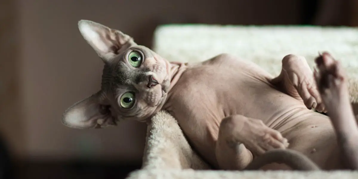 Sphynx Cat compressed