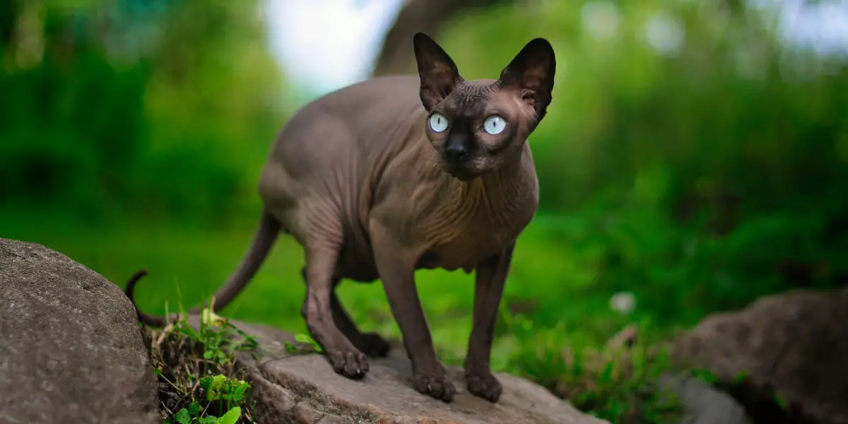 Sphynx black cat