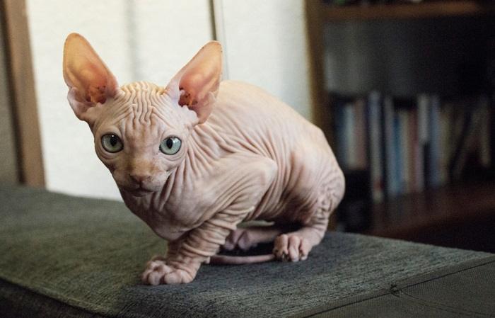 Sphynx compressed