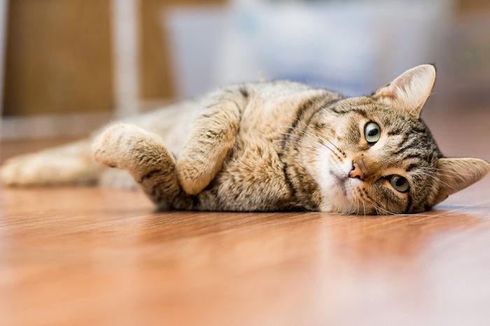 Striped Female Cat Names compressed