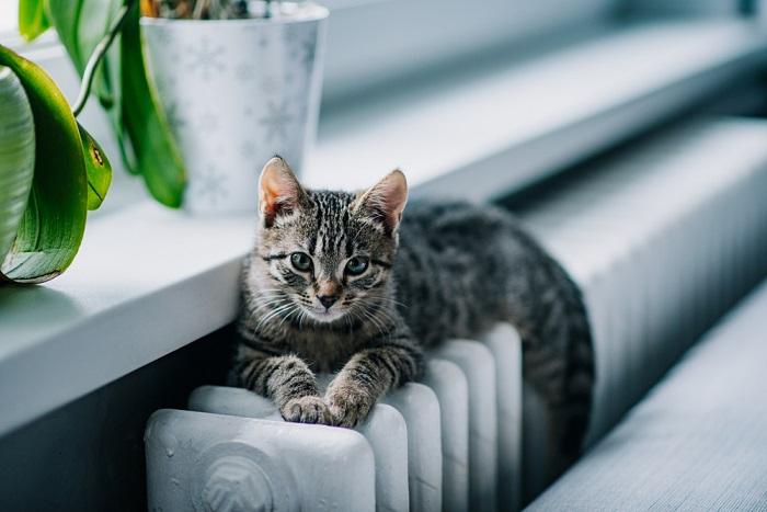 Striped Unisex Cat Names compressed