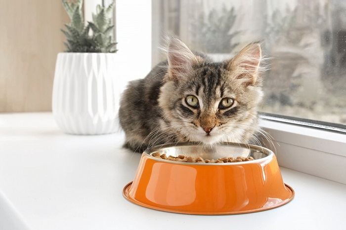 Namen van krijgerskatten: Tabby Kitten die uit de oranje kom eet