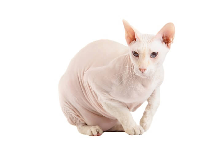 The Peterbald