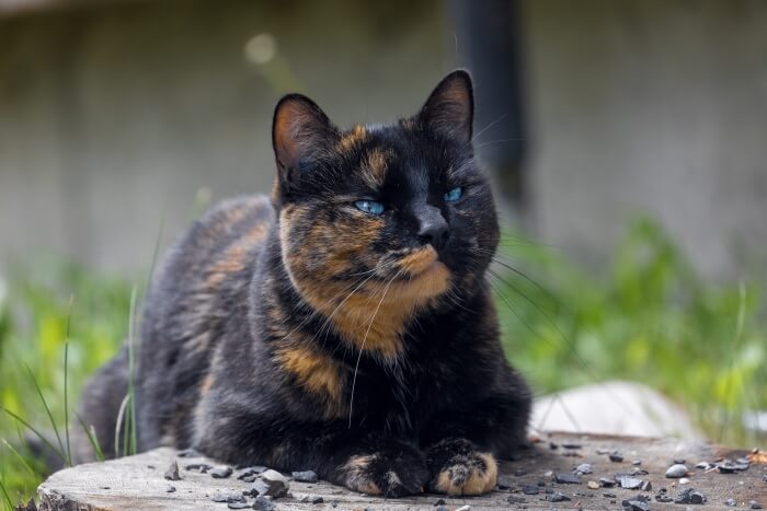 Tortoiseshell cat