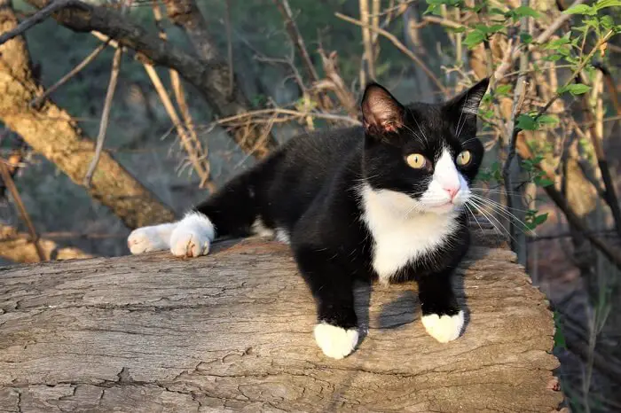 Tuxedo cat