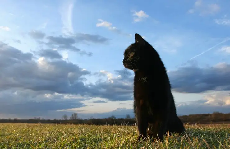 Afbeelding van een kat omringd door weelderig groen gras, wegkijkend