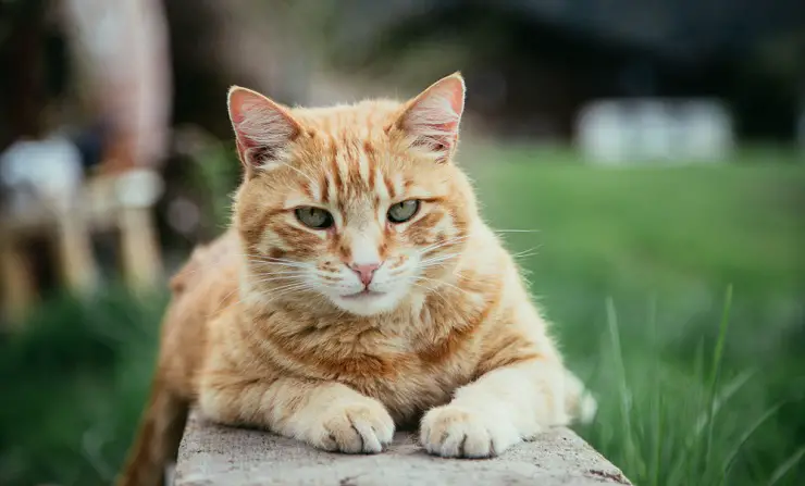 Afbeelding met unisex-kattennamen, met genderneutrale naamgevingsopties voor uw katachtige metgezellen