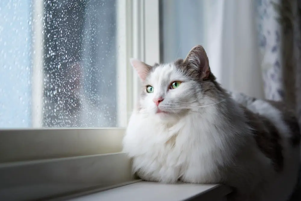 Strijderskattennamen: Witte kat die thuis naast een raam zit