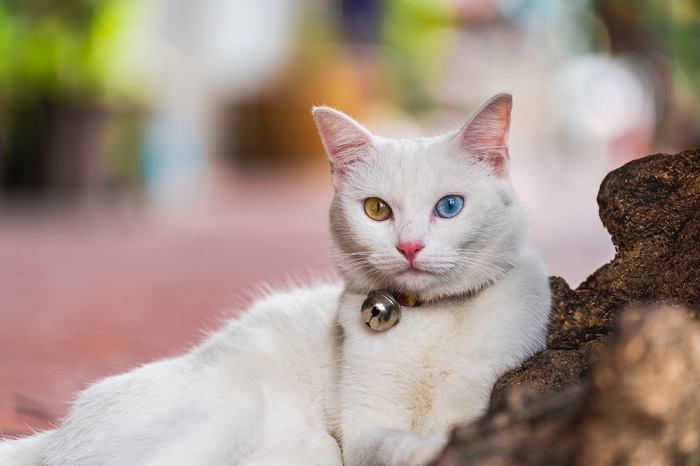 Witte kat met twee verschillend gekleurde ogen in een gecomprimeerd beeld, dat zijn fascinerende heterochromie laat zien.