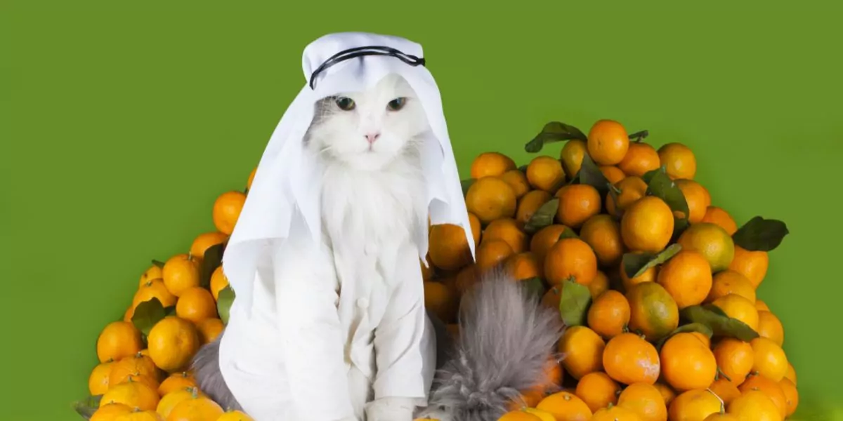 Arabische katten in een gecomprimeerde afbeelding, die de diverse kattenrassen in de Arabische regio vertegenwoordigen