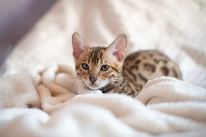 bengal cat