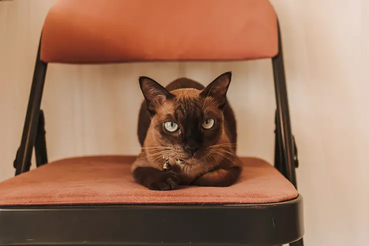 black and brown cat