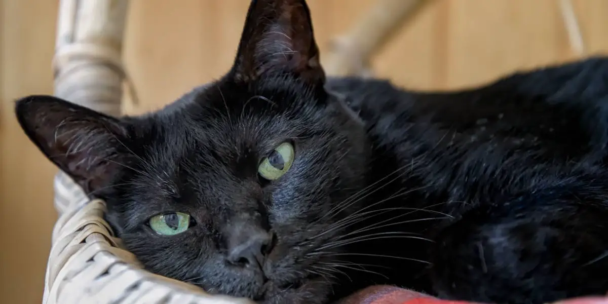 schattig zwart Bombay kattengezicht dat naar de camera kijkt