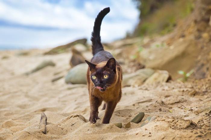 Twee Birmese katten in een charmante en vertederende pose.