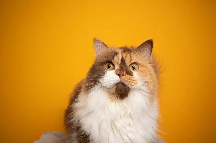 calico cats