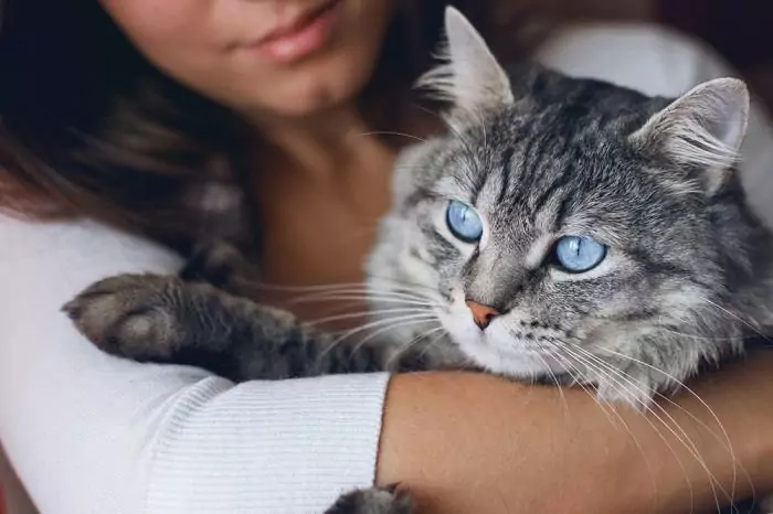 Een hartverwarmende interactie tussen een kat en een mens, die hun hechte en aanhankelijke relatie laat zien.