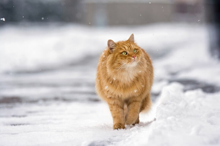 cat in cold