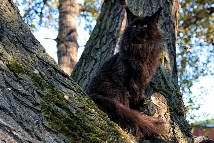 cat in tree compressed