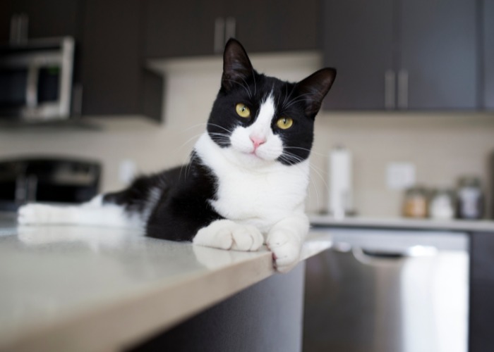 cat on counter compressed