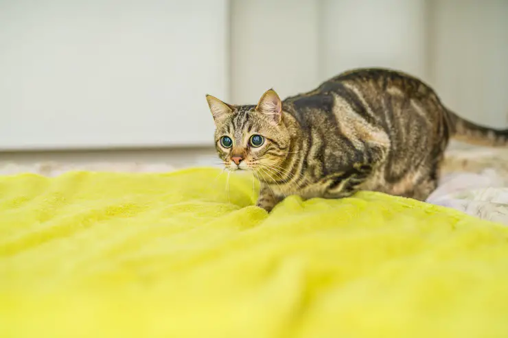 cat playing in blanket