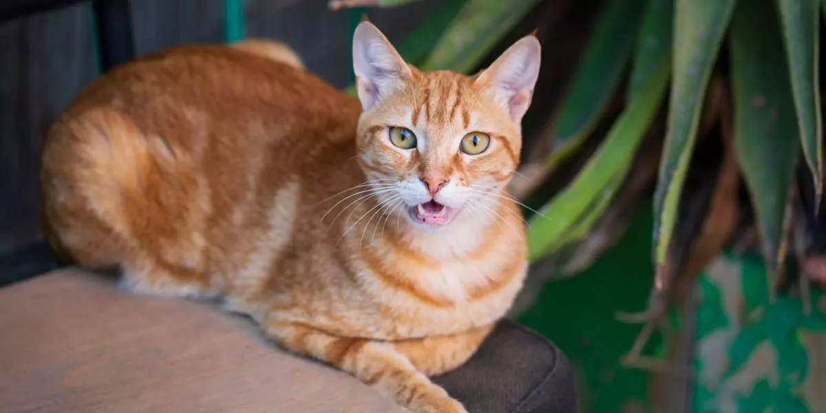 cat with allergy orange cat compressed