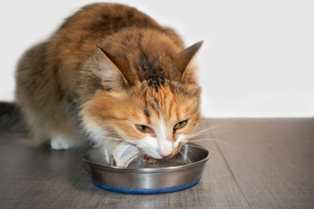 cats eating treats