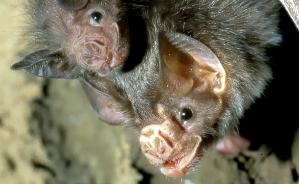 De 3 soorten vampiervleermuizen die bloed van dieren zuigen!