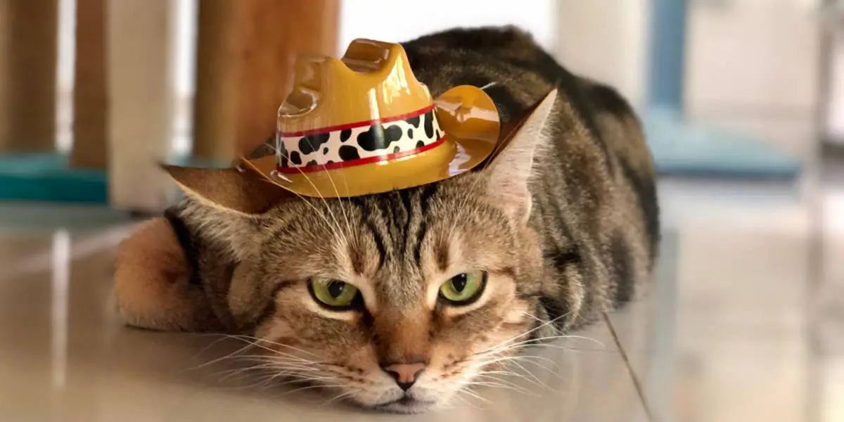 Cowboykat in een gecomprimeerd beeld, dat een speelse en vrolijke geest belichaamt