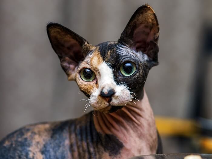 cute Sphynx cat