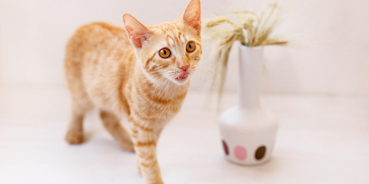 cute cat begging for food compressed