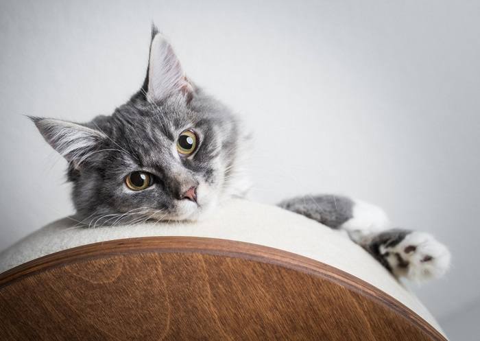 cute cat in cat tree compressed