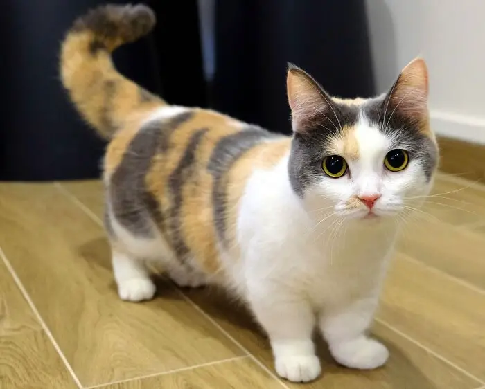 cute munchkin cat