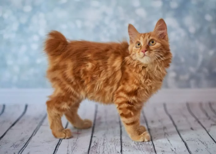 staartloos kattenras Amerikaanse Bobtail-kat