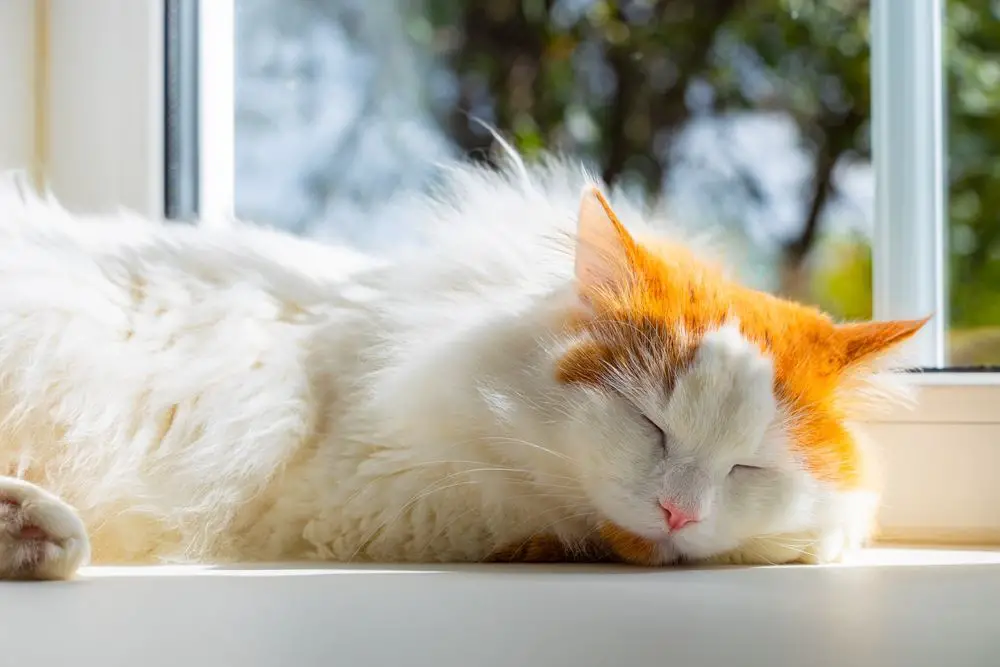 Namen van krijgerkatten: Huiskat vredig in slaap op de vensterbank, ondergedompeld in een serene slaap terwijl hij wordt omlijst door natuurlijk licht