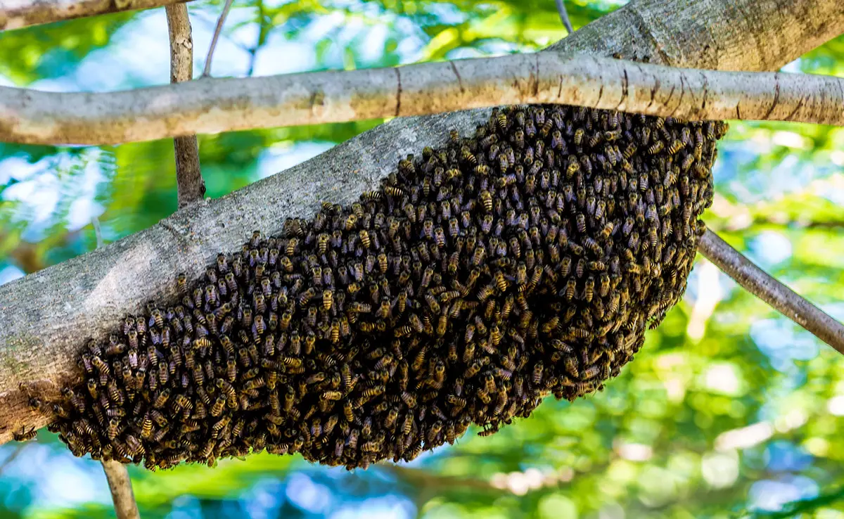 Insectenzwerm: definitie, kenmerk, welke organisatie?