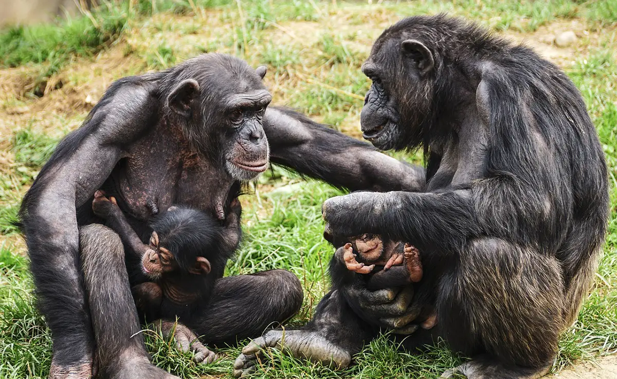 10 ongewone feiten over chimpansees die je moet weten!