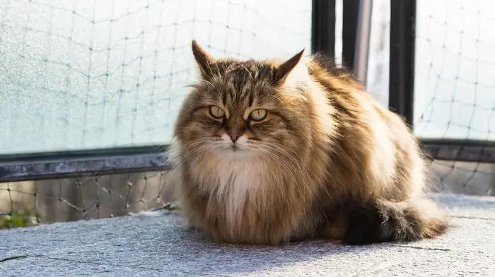 Pluizige Siberische kat, met de kenmerkende luxe vacht van het ras