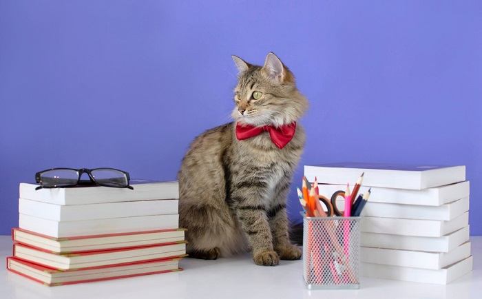 gray cat with a bow tie compressed