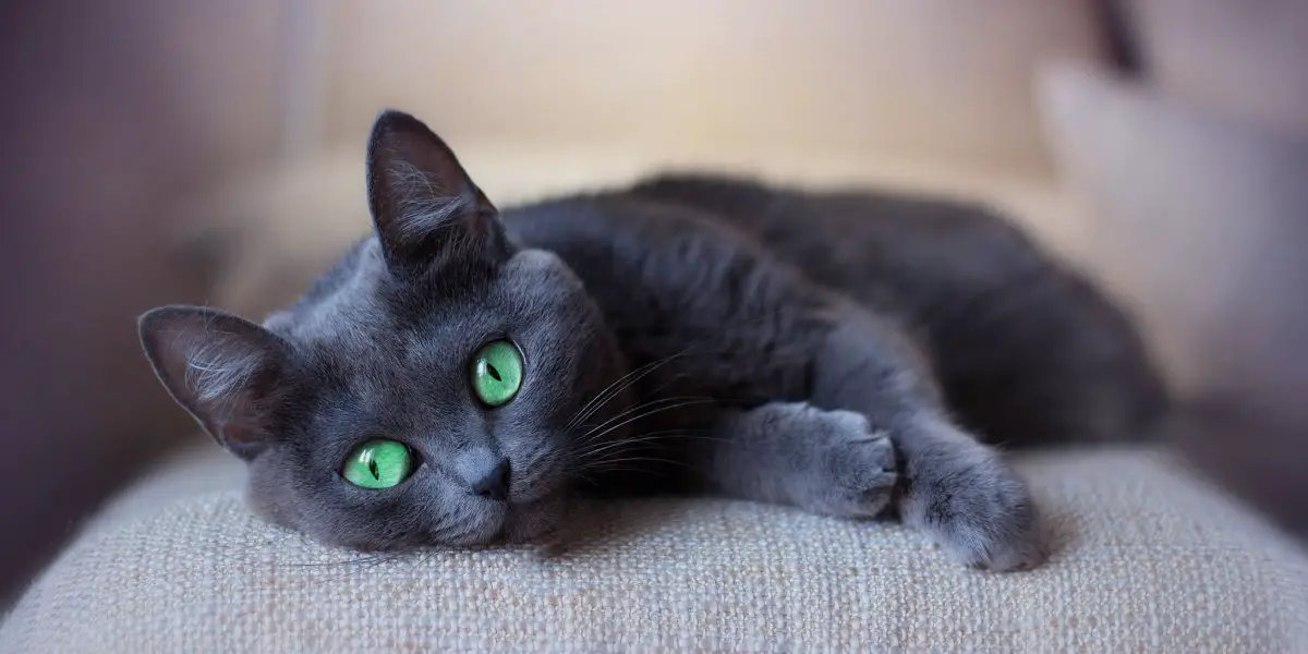 grijze kat met groene katten die op de bank slapen