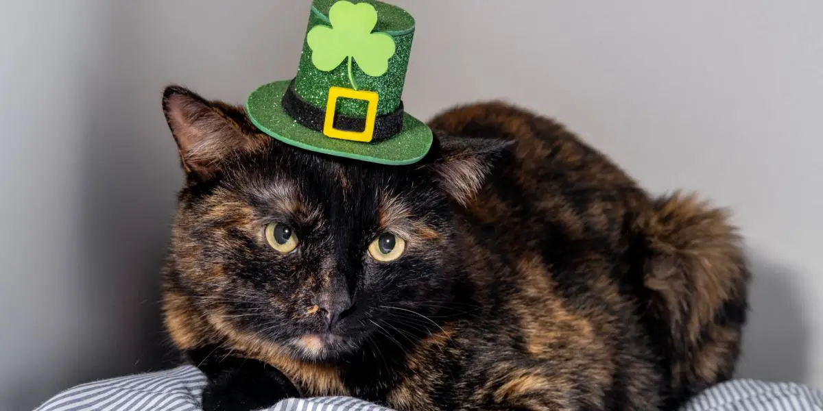 irish cat compressed