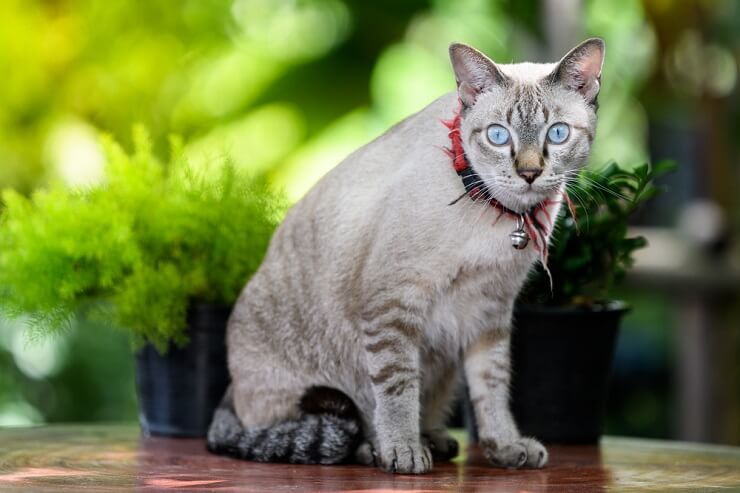 Onderscheidende Koreaanse kat, die culturele uniciteit en katachtige charme weerspiegelt.