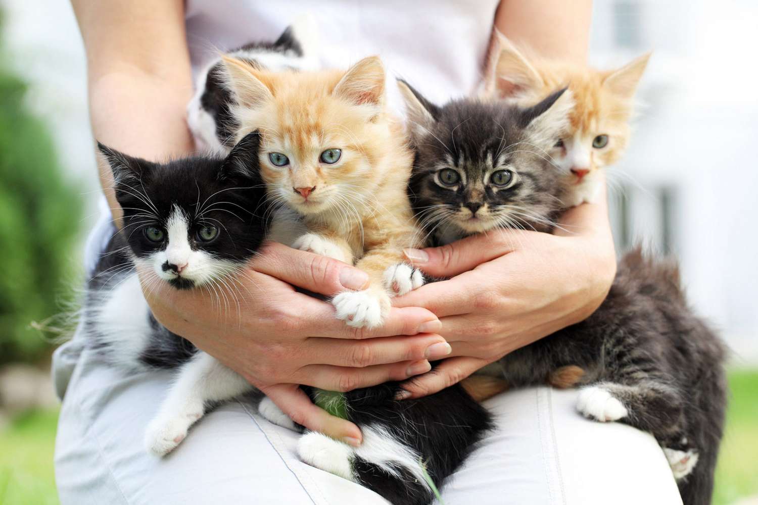 vrouw met nestje kittens