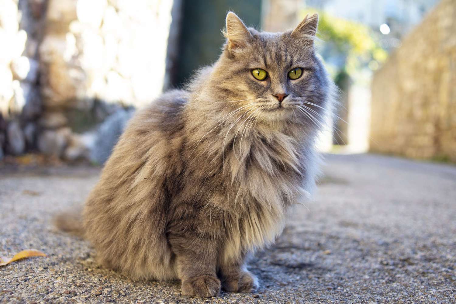 kat die zich in de middeleeuwen bevindt en op straat kijkt;  Lord of the Rings-kattennamen