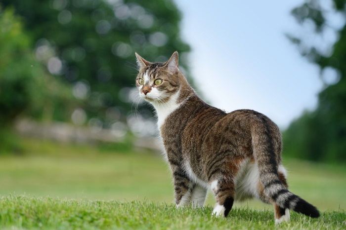 Majestueus beeld van een kat, die een gevoel van nobele aanwezigheid en charisma uitstraalt