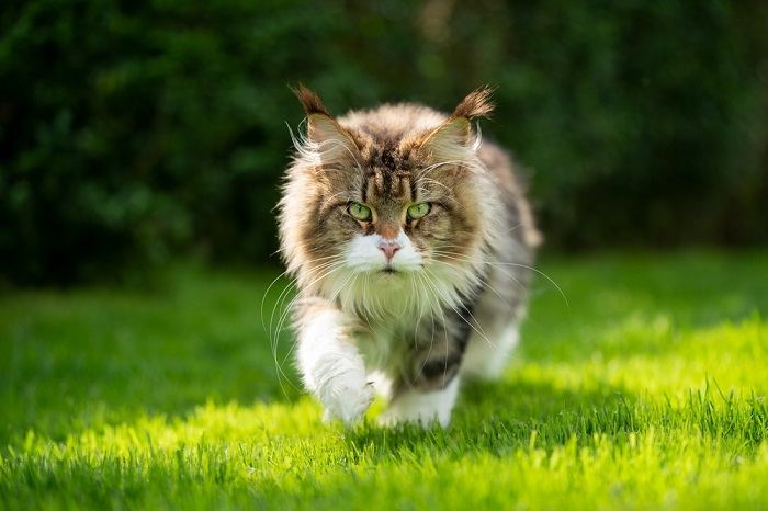 Afbeelding van een kat die gracieus door weelderig groen gras loopt