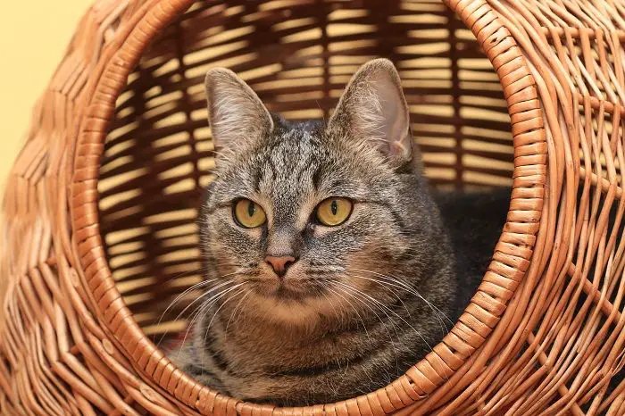 Kat comfortabel genesteld in een geweven kattenmand, genietend van zijn gezellige en stijlvolle toevluchtsoord