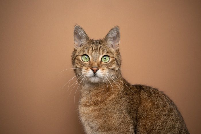 Bruine kat met opvallende groene ogen, een voorbeeld van zijn unieke en betoverende uiterlijk